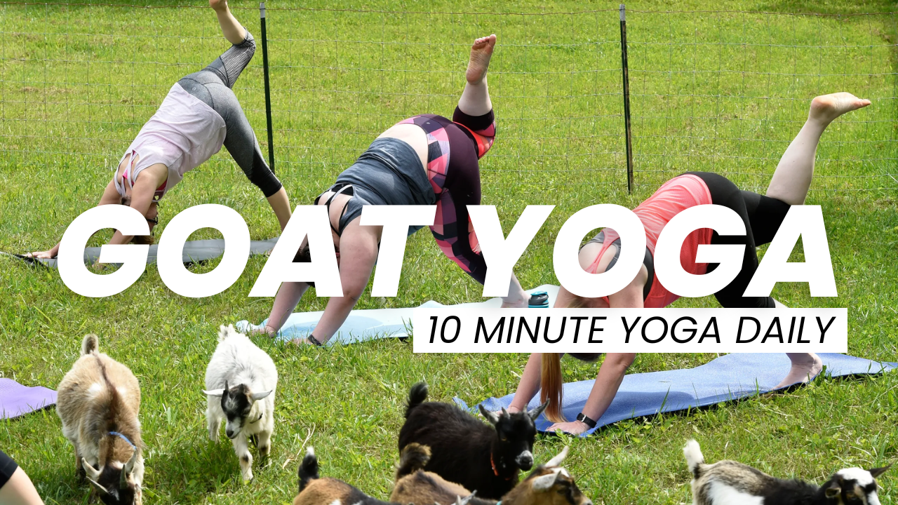 Goat Yoga